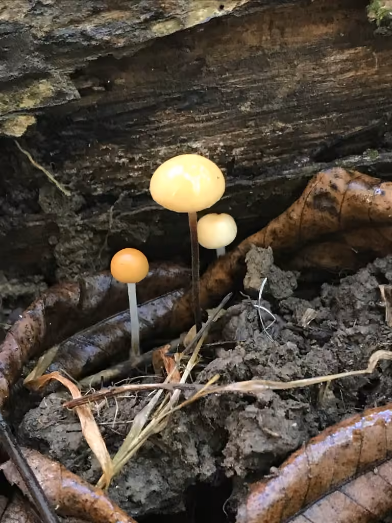 Marasme à tête rousse, photo 2 sur 5