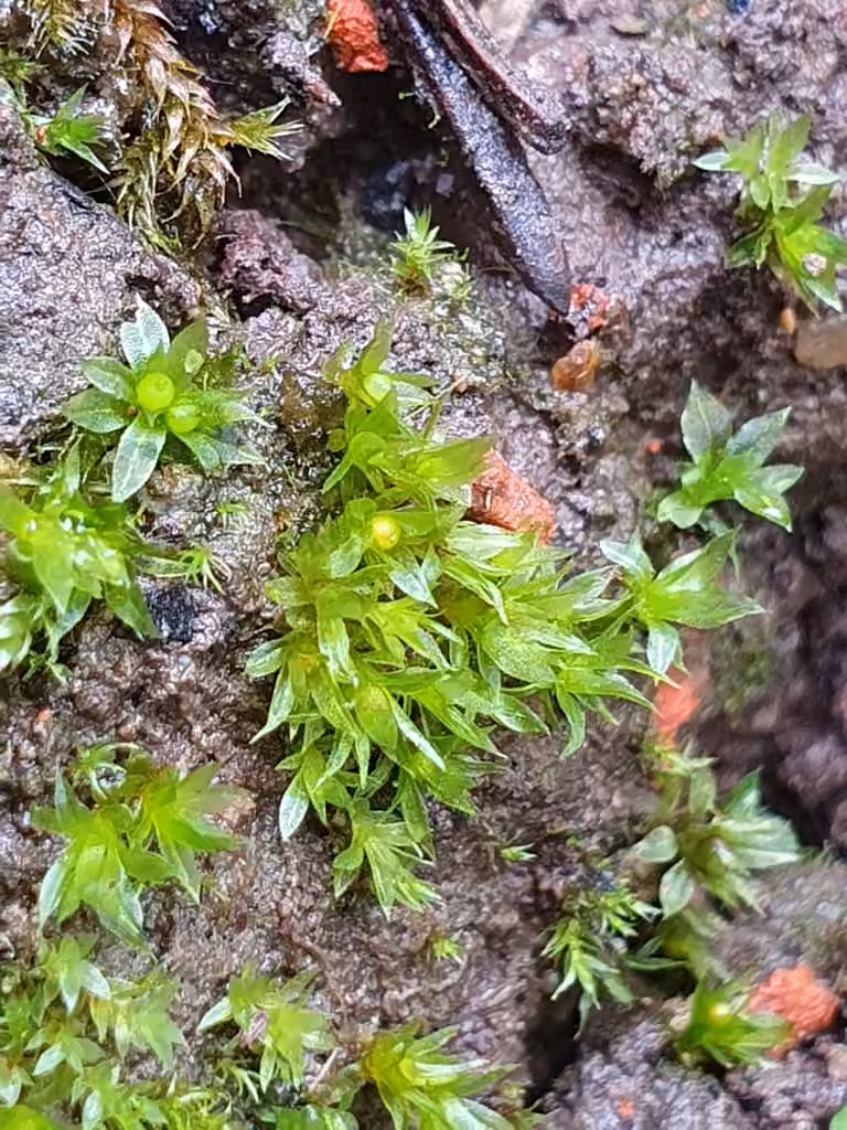 Korrigan à feuilles étalées, photo 3 sur 5
