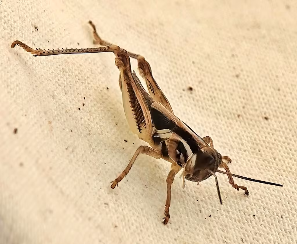 Criquet à pattes rouges, Nymphe