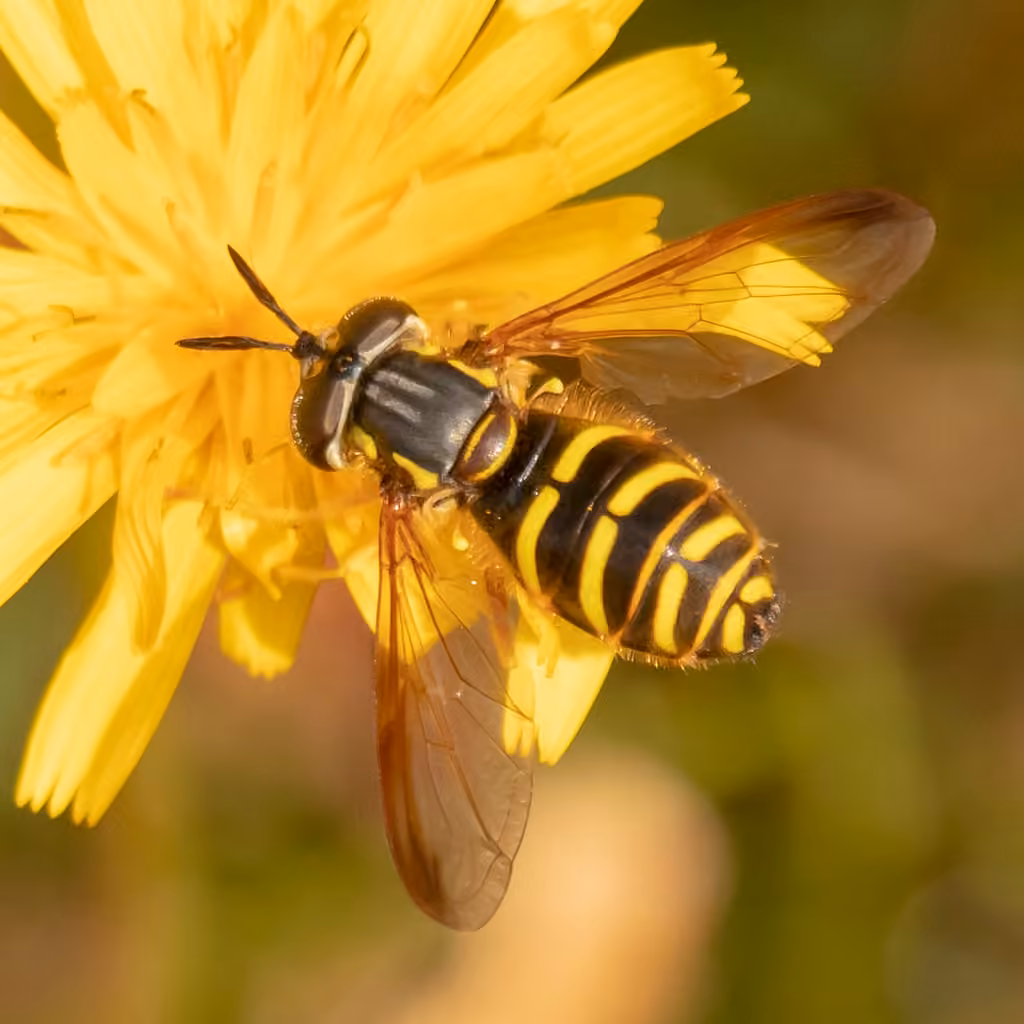 Broad-banded Meadow Fly, Adult