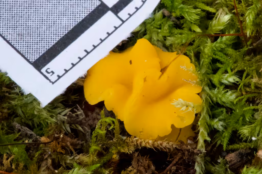Calycina confluens
