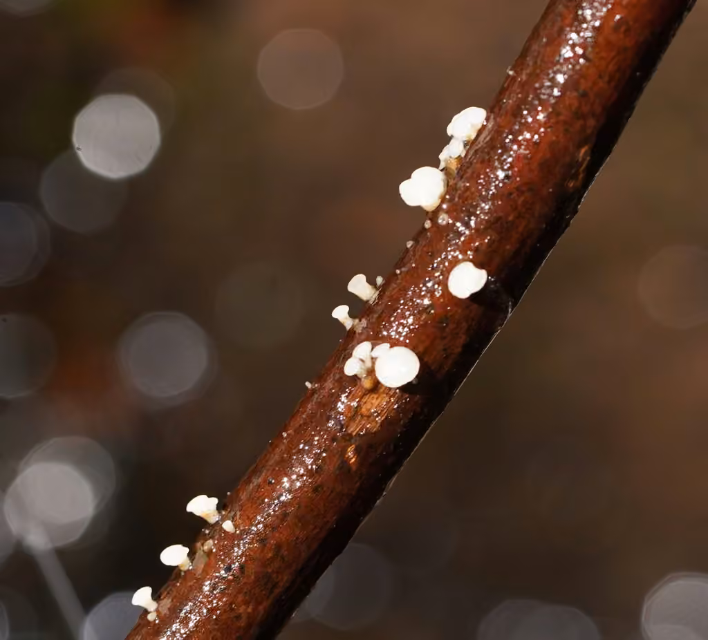 Cudonielle clavée, photo 2 sur 5