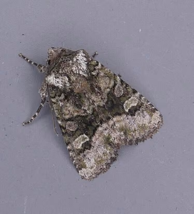 Olive Arches Moth, Mâle
