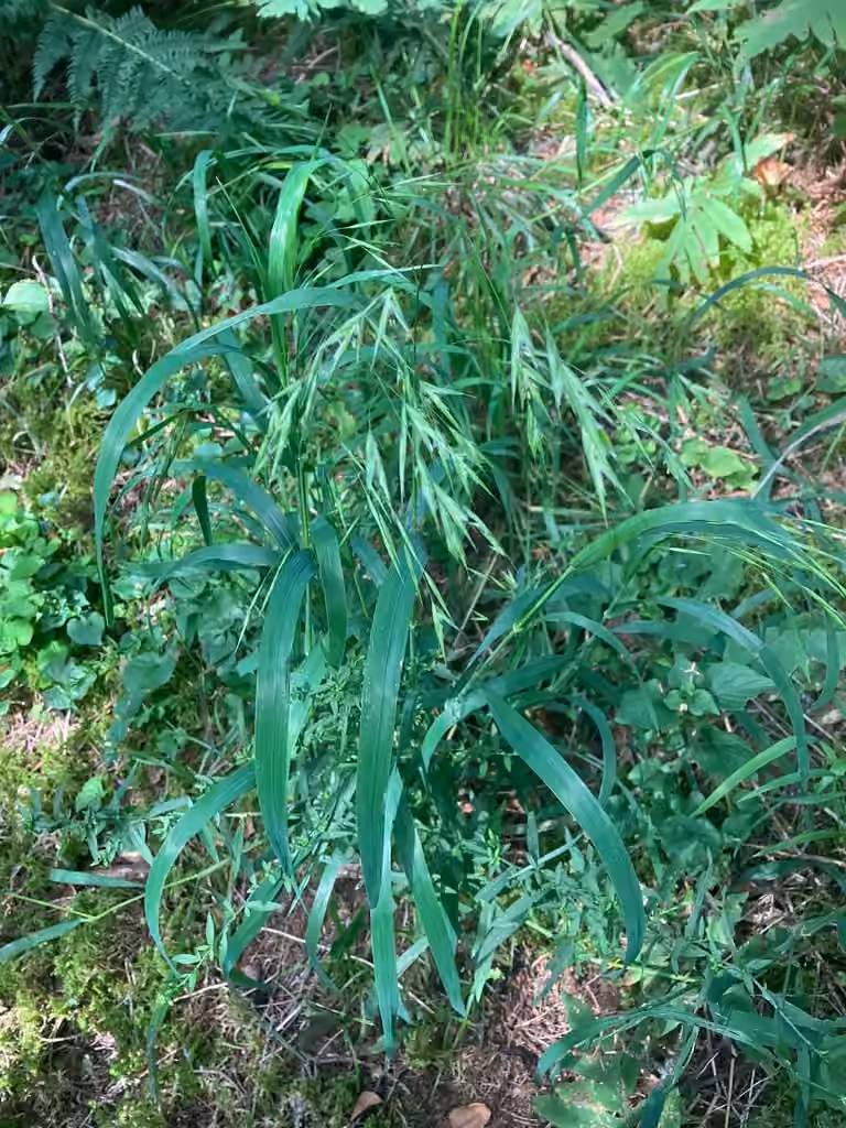 Broad-glumed brome, In flower