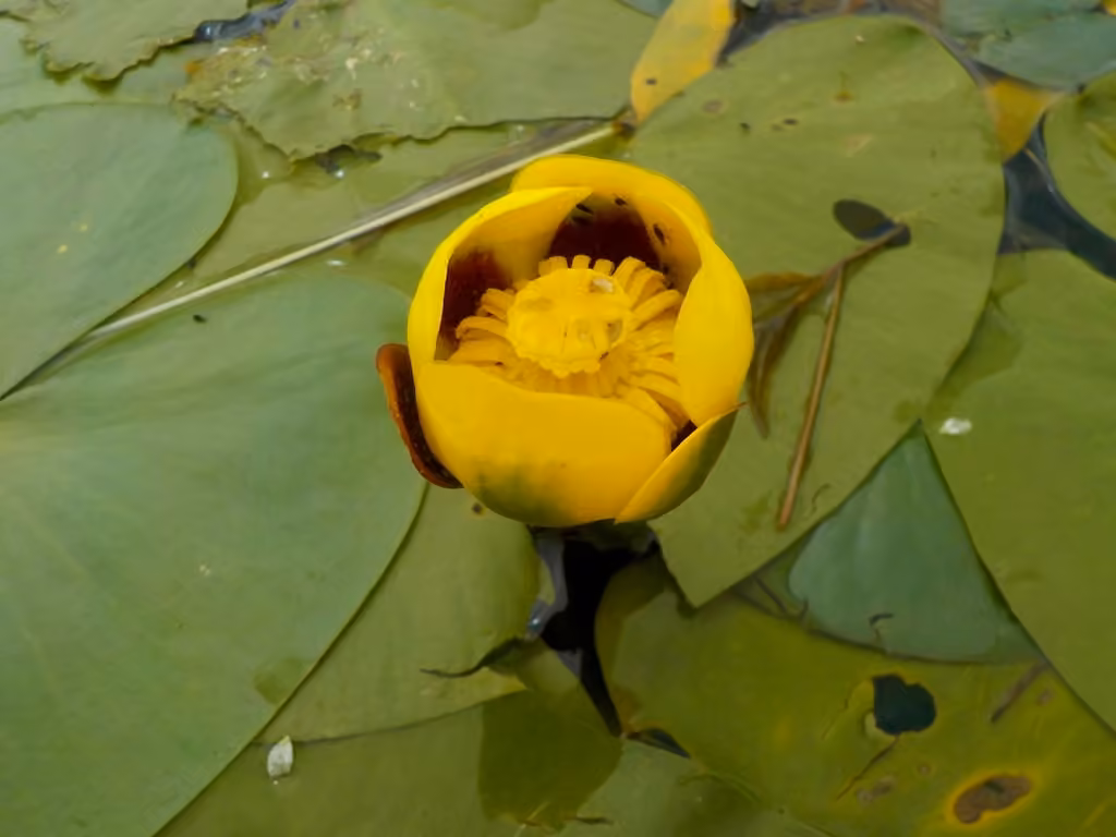 Grand nénuphar jaune