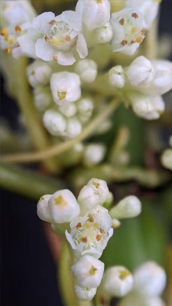 Cuscute à fleurs larges, En boutons