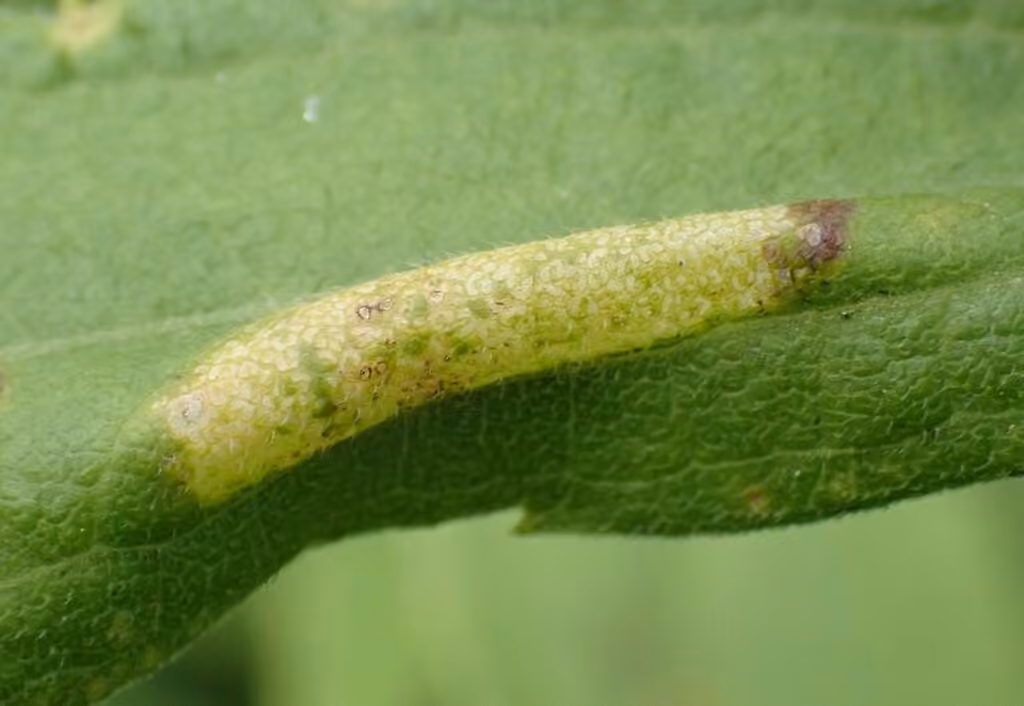 Goldenrod Leafminer, Caterpillar