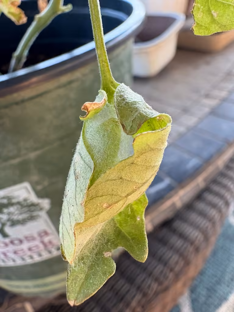 Soybean Looper Moth, Pupa