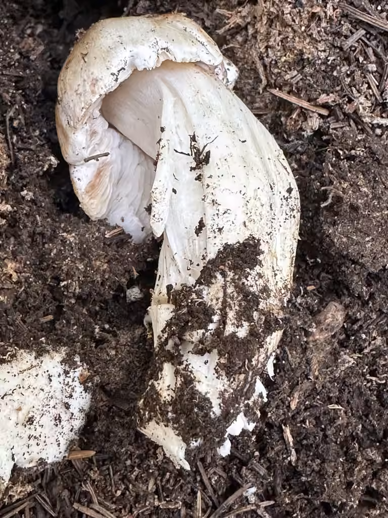 Tricholoma subacutum, photo 3 of 5