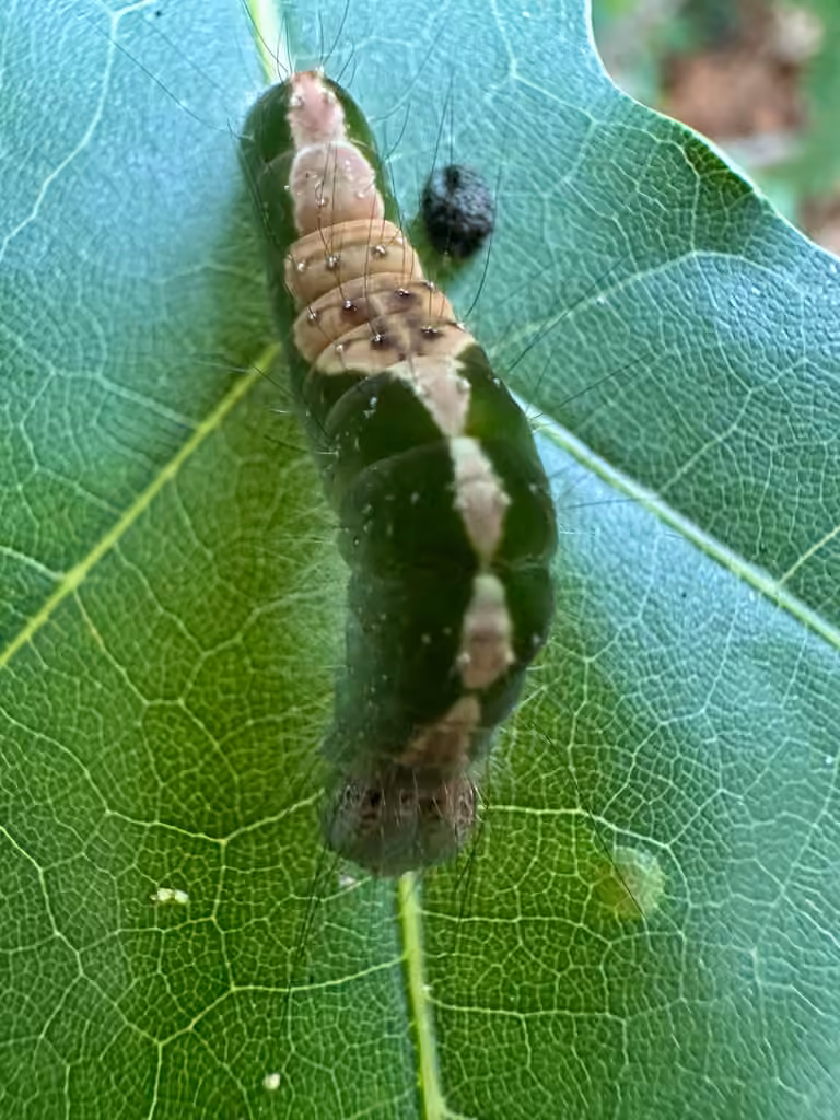 Streaked Dagger, Chenille