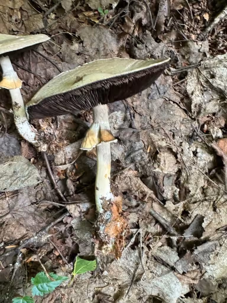 Abruptly-bulbous agaricus, photo 2 of 5