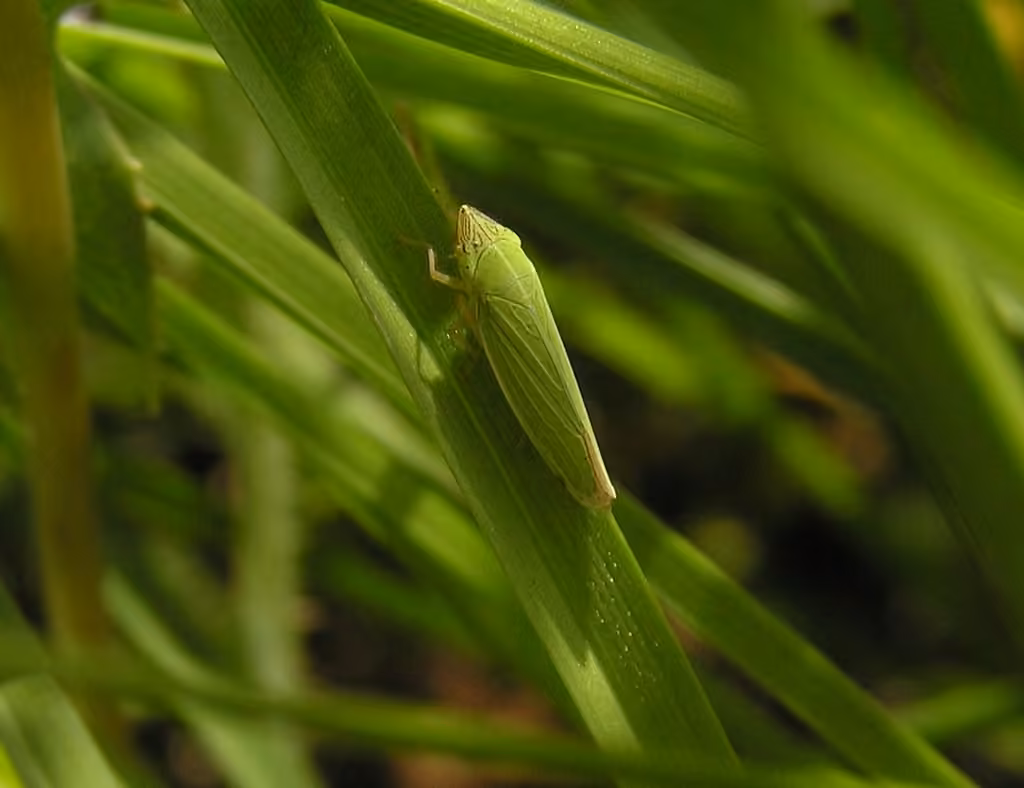 Draeculacephala angulifera, Adulte