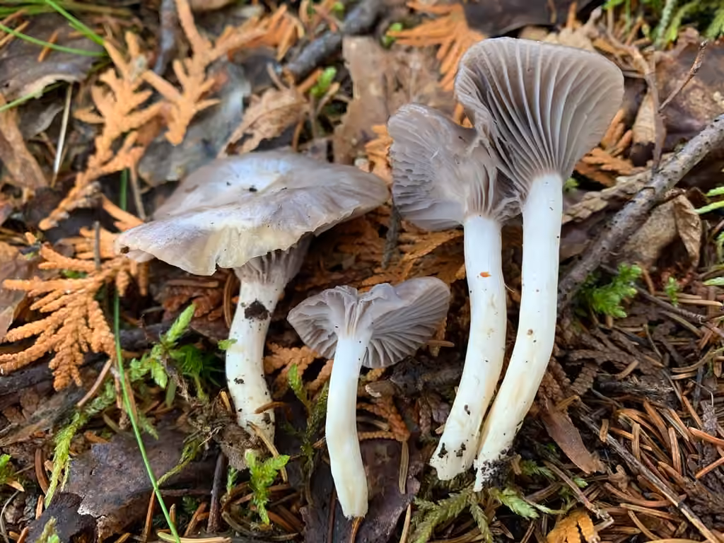 Hygrocybe violacé