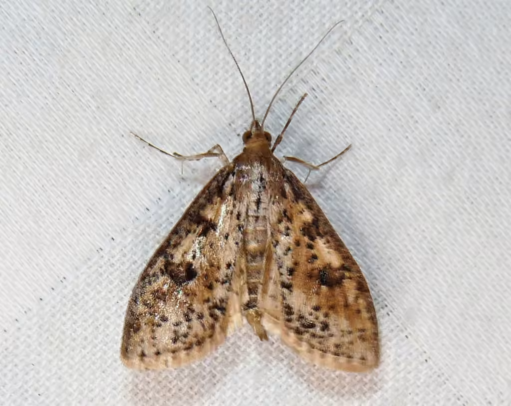 Palpita aenescentalis, Adult