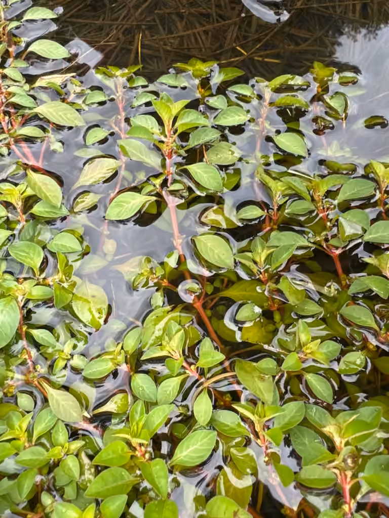 Ludwigie palustre, En fleurs