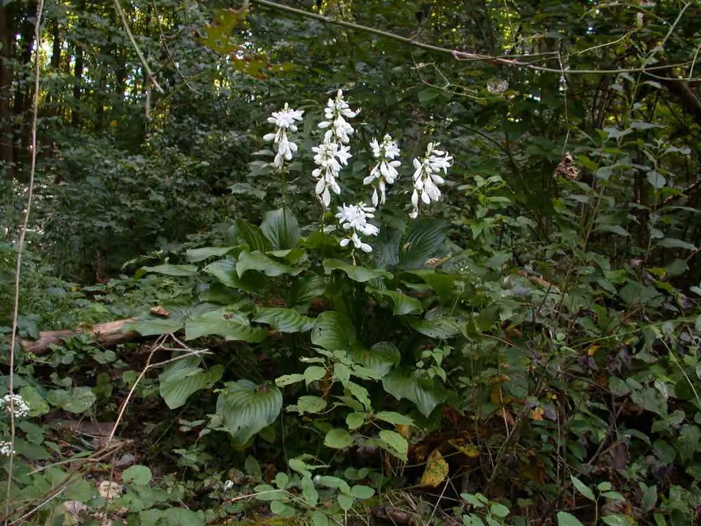 Fragrant plantain lily, In flower