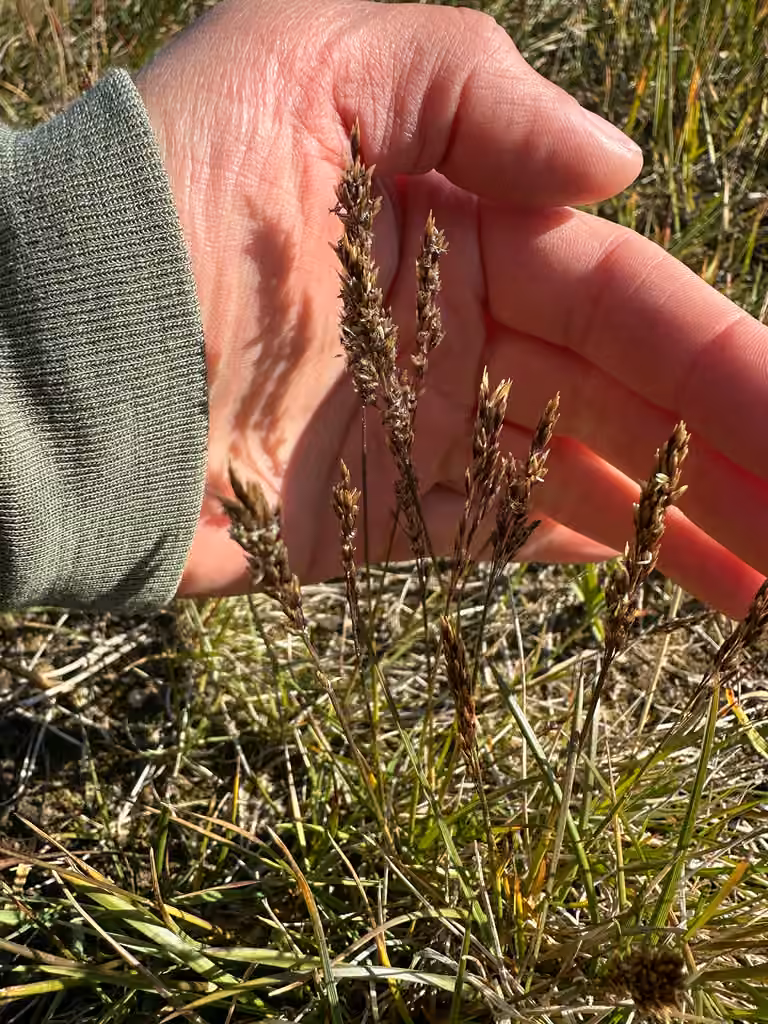 Hiérochloé des montagnes, En fruits
