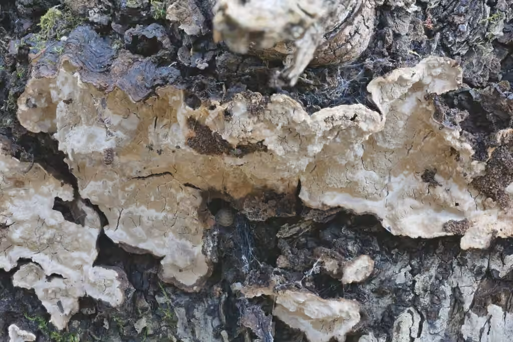 Cystostereum murrayi