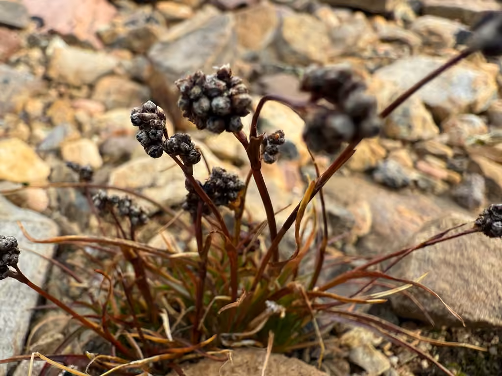 Northern woodrush, In fruit