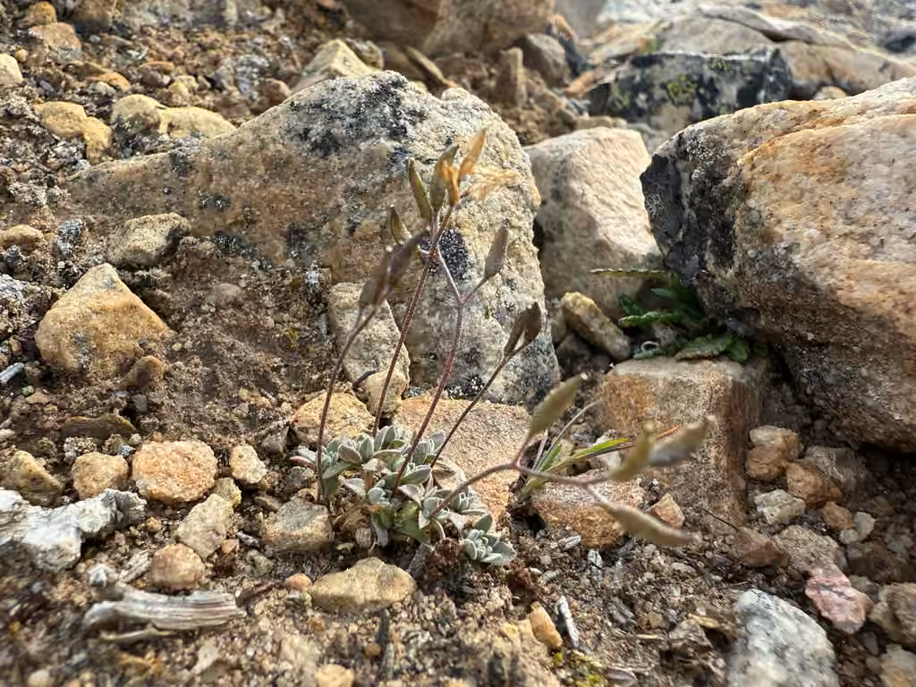 Yellow arctic draba, In fruit