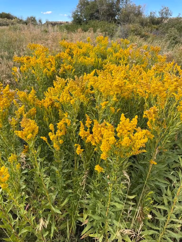 Canada goldenrod, photo 1 of 5