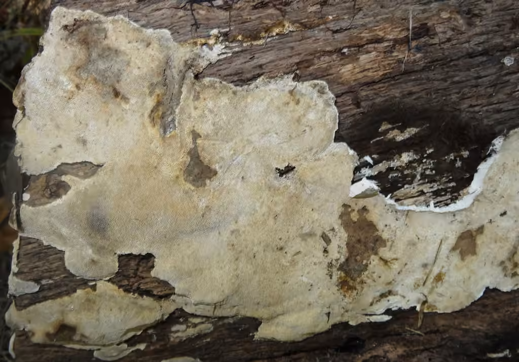 Polypore mie de pain, photo 1 sur 5