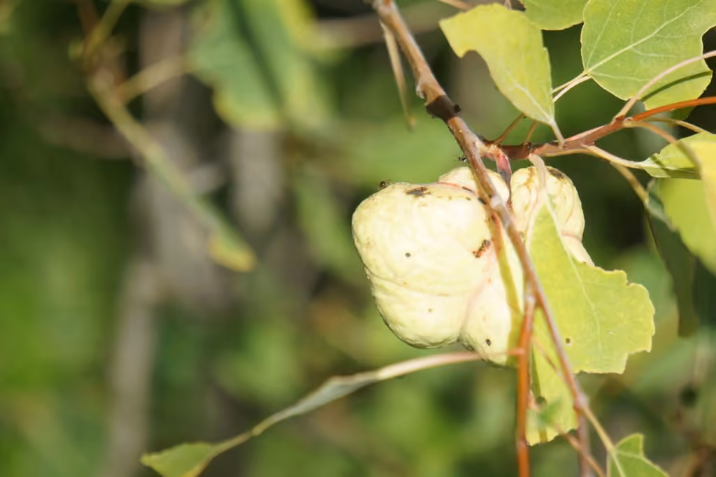 Aspen leaf-pocket aphid, Gall