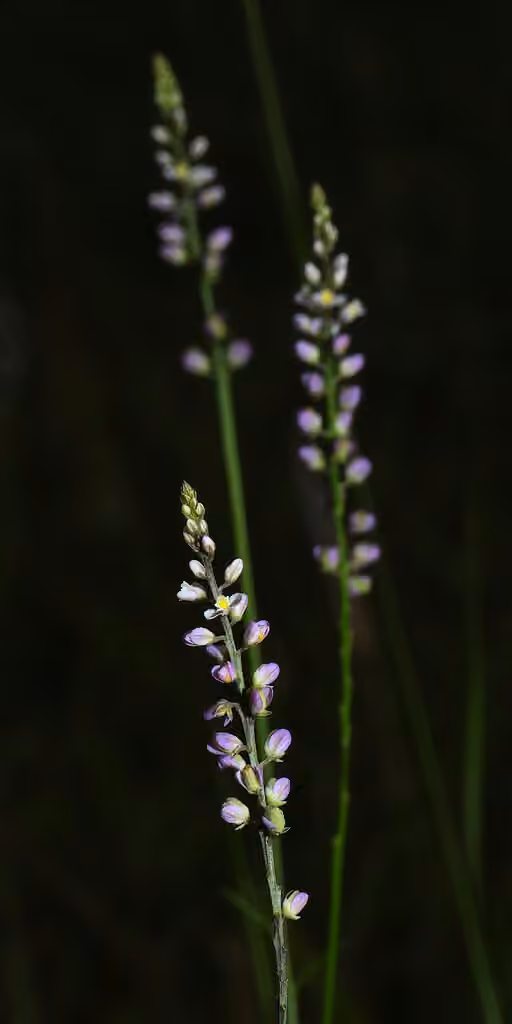 Whorled milkwort, En boutons