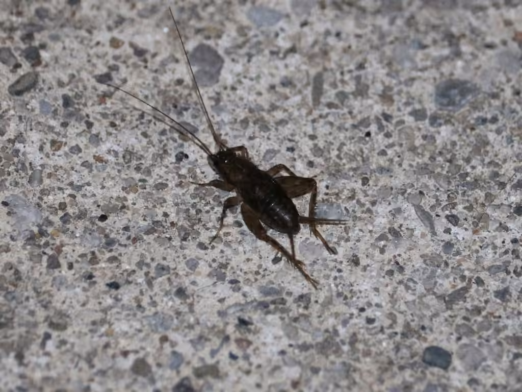 Carolina Ground Cricket, Nymph