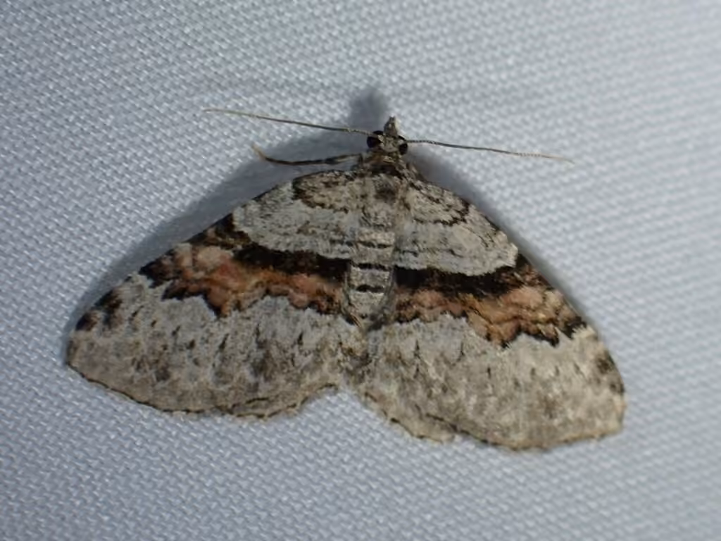 Packard's Carpet, Adult