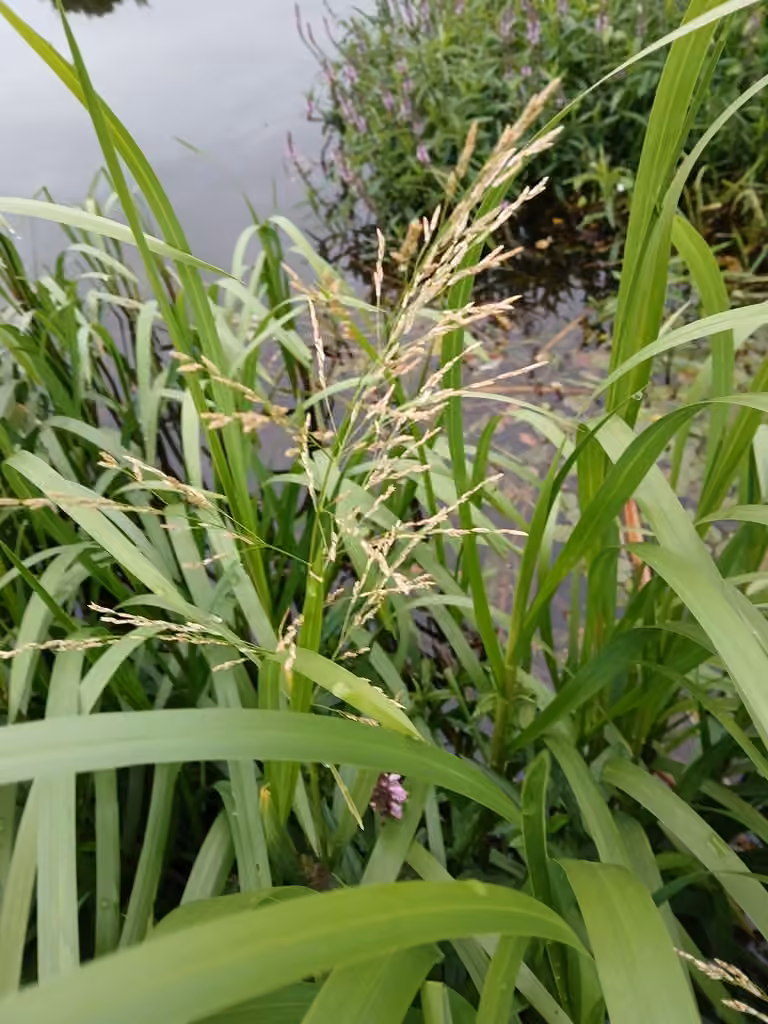 Reed mannagrass, In flower