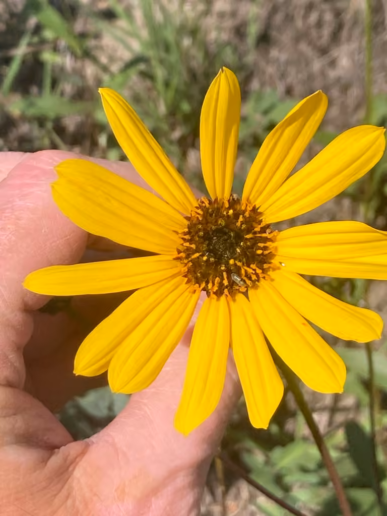 Stiff sunflower, In flower