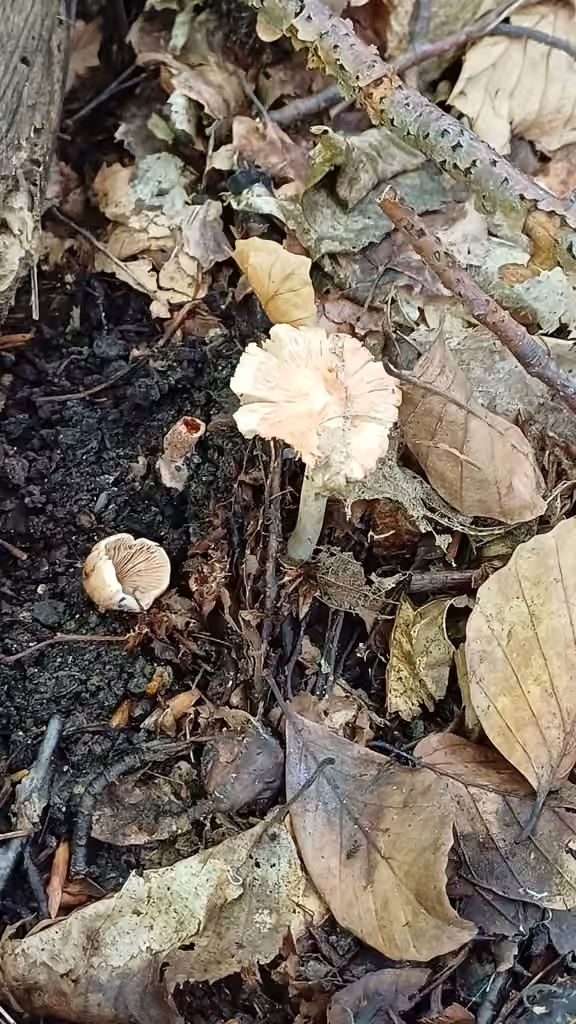 Inocybe de Godey, photo 2 sur 5