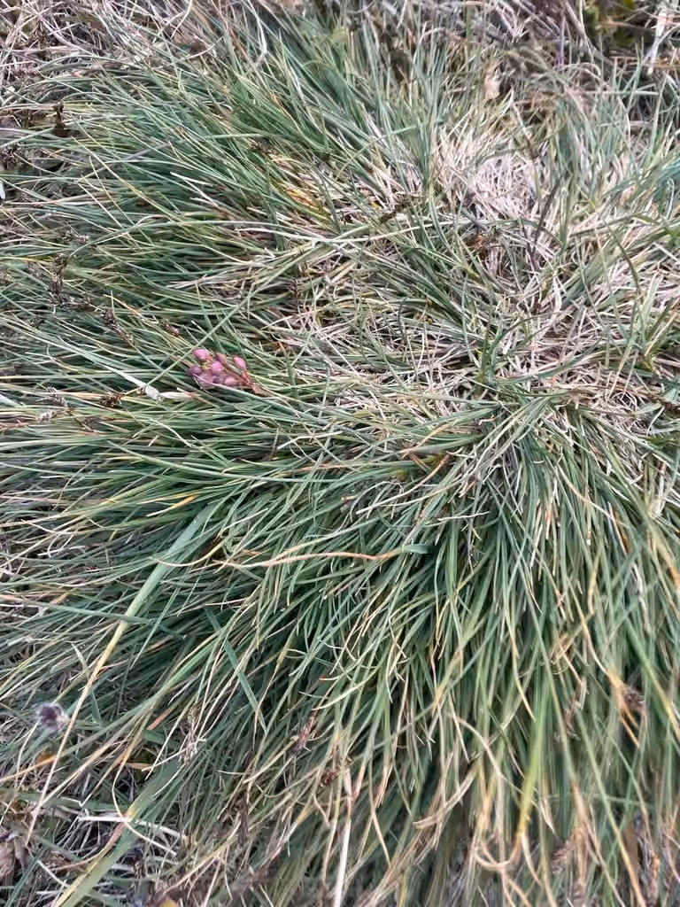 Carex des graviers, En fleurs