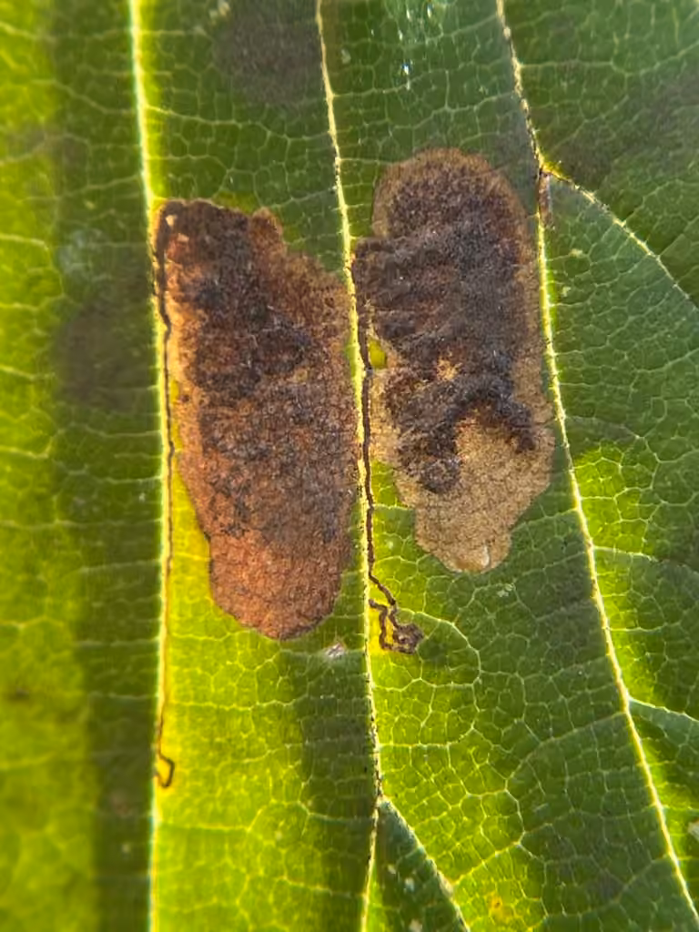 Ectoedemia ulmella, Mine
