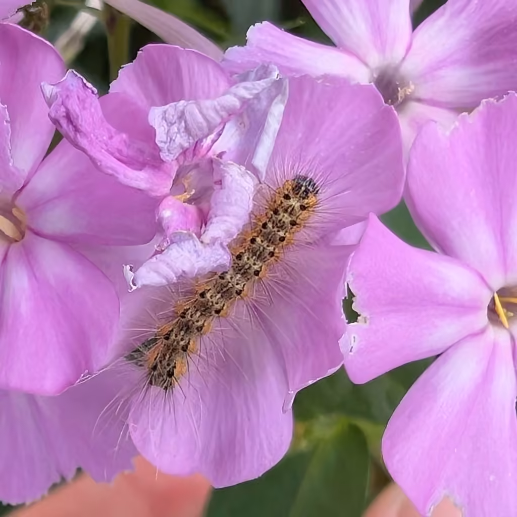 Fall Webworm Moth, Pupa