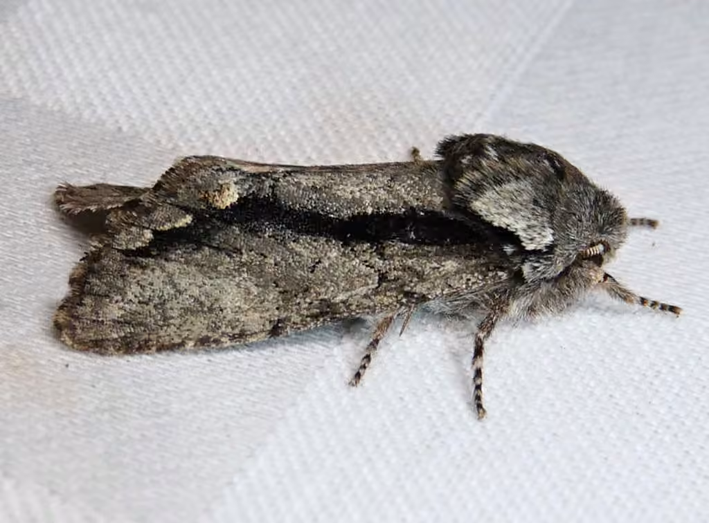 Chosen Sallow