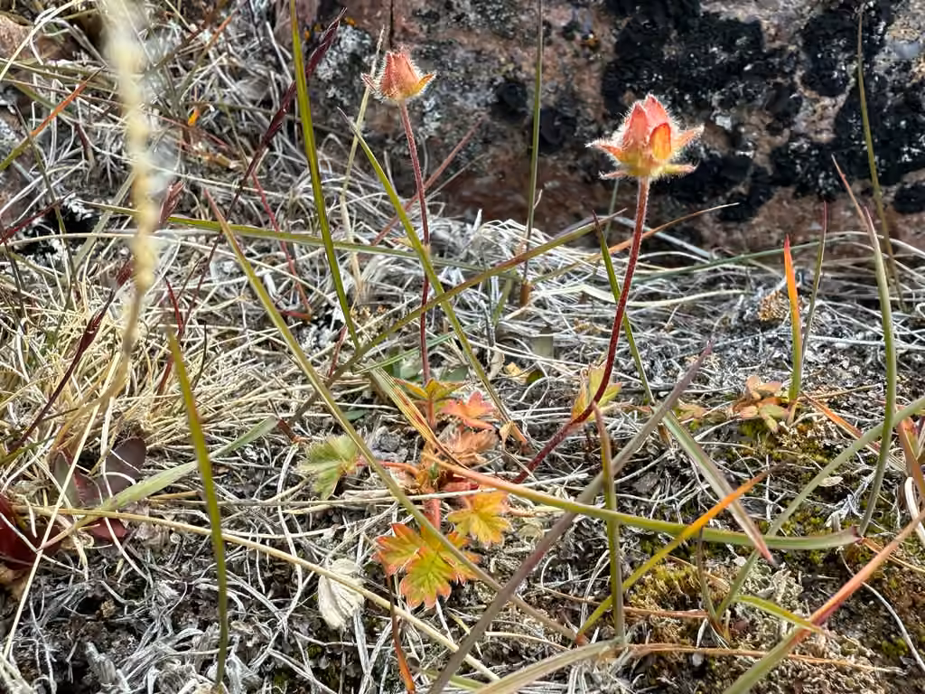 Arctic cinquefoil, In fruit