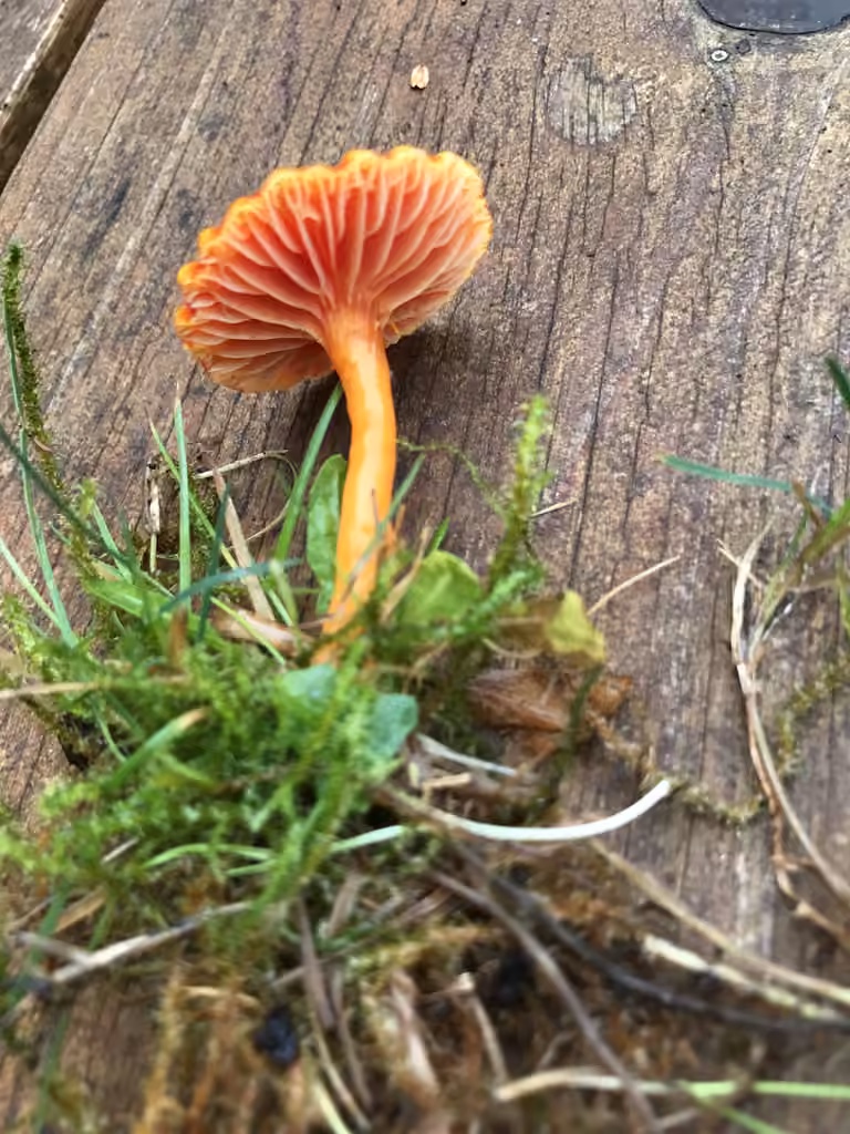 Hygrophore minuscule, photo 1 sur 5