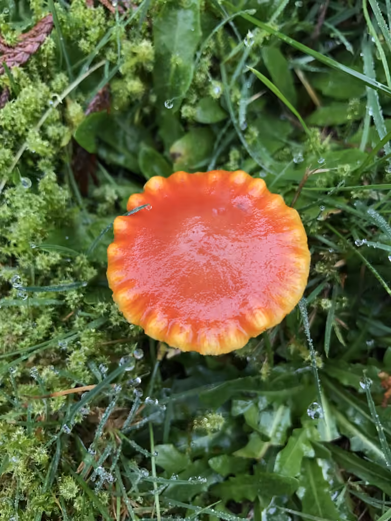 Hygrophore minuscule, photo 3 sur 5