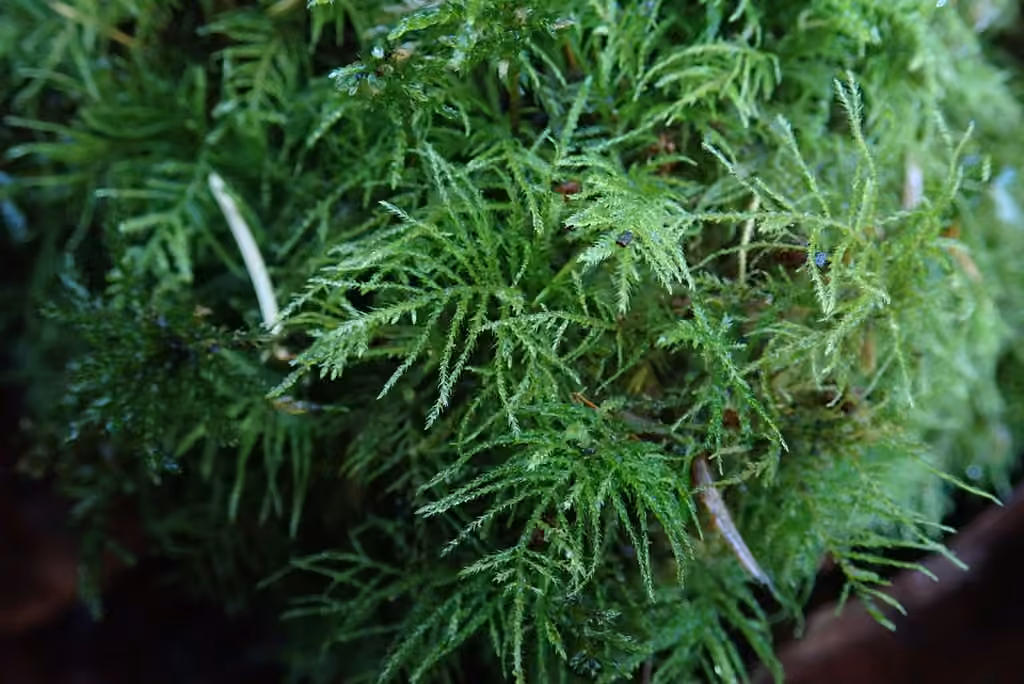 Common Feather-moss, photo 1 of 5