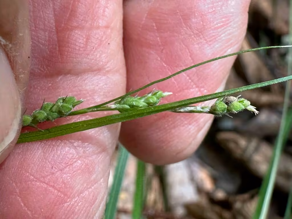 Swan's sedge, In flower