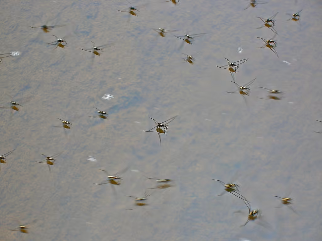 Twilight water strider, Nymph