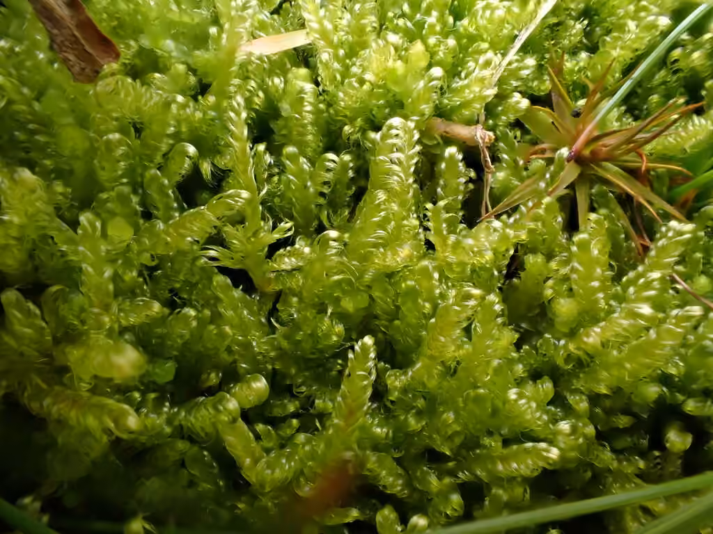 Downy Plait-moss, photo 1 of 5