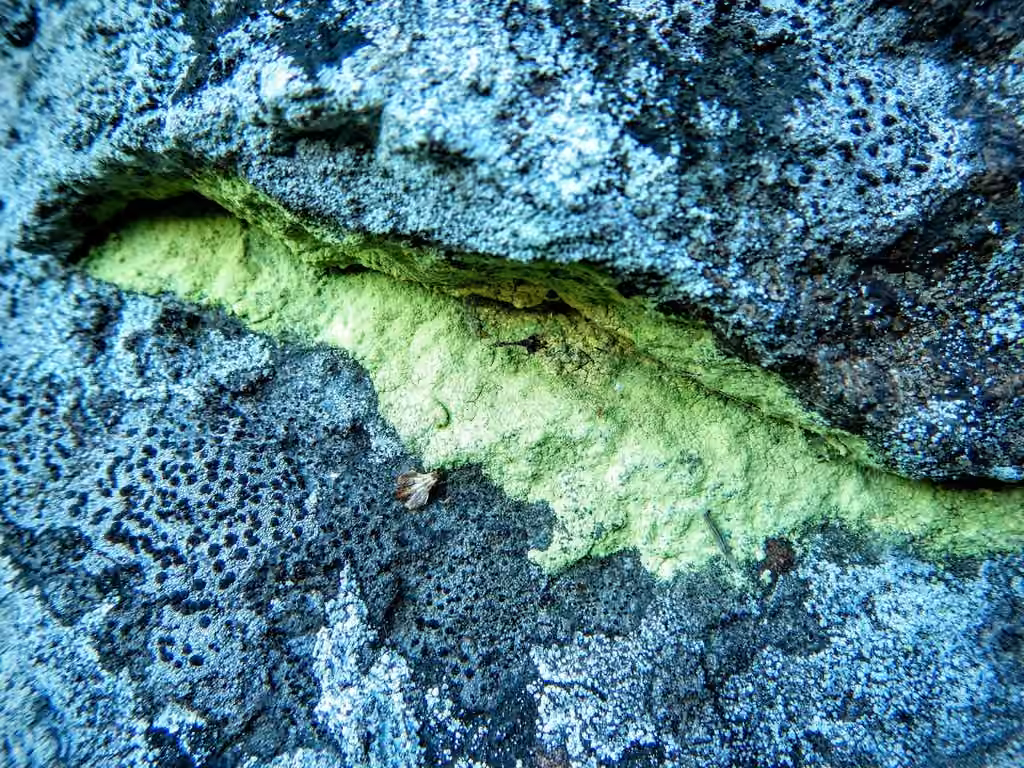 Sulphur Dust Lichen, photo 3 of 5