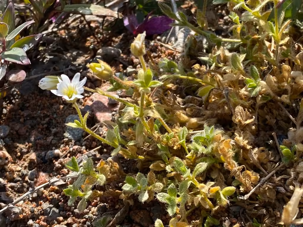 Céraiste arctique, En fleurs