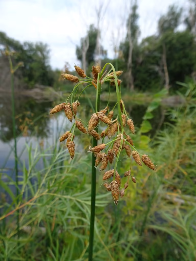 Pale great bulrush, In flower