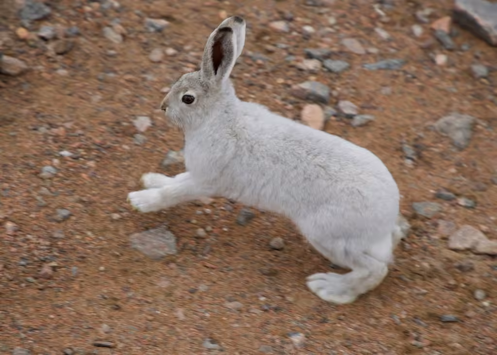 Lièvre arctique, Juvénile
