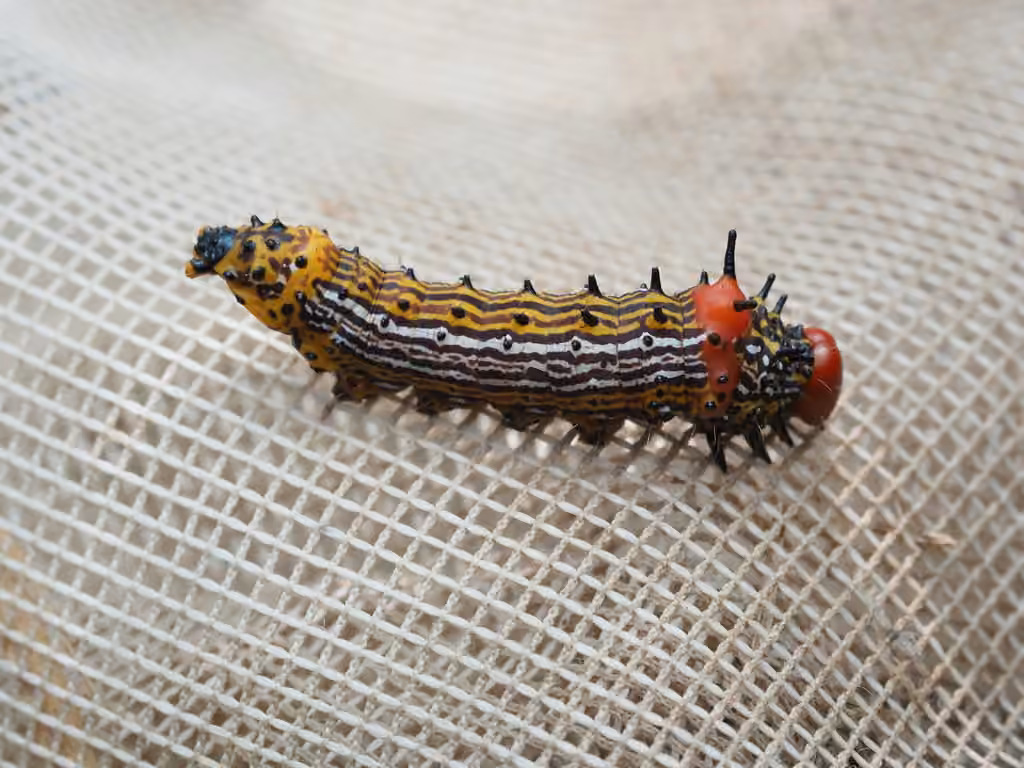 Chenille à bosse rouge, Larve