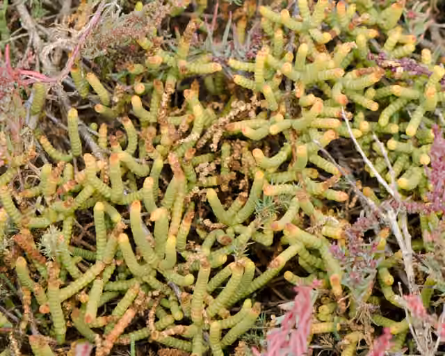 Virginia glasswort, In fruit